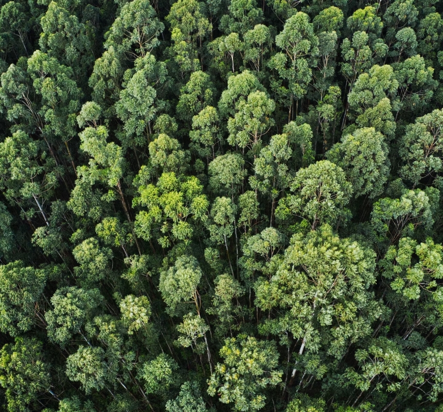 Imagem de uma floresta com árvores bem verdes Imagem de uma floresta com árvores bem verdes